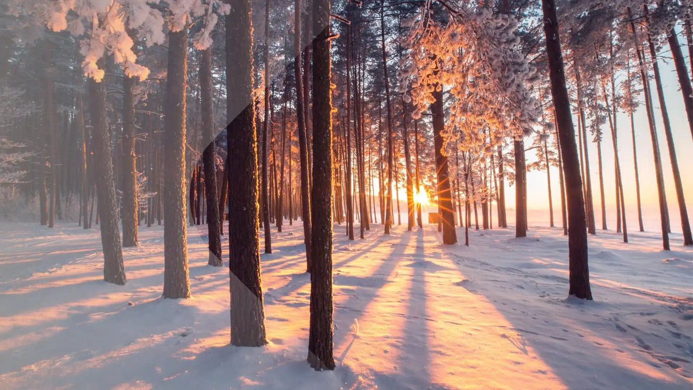 Ein verschneiter Wald bei Sonnenuntergang.